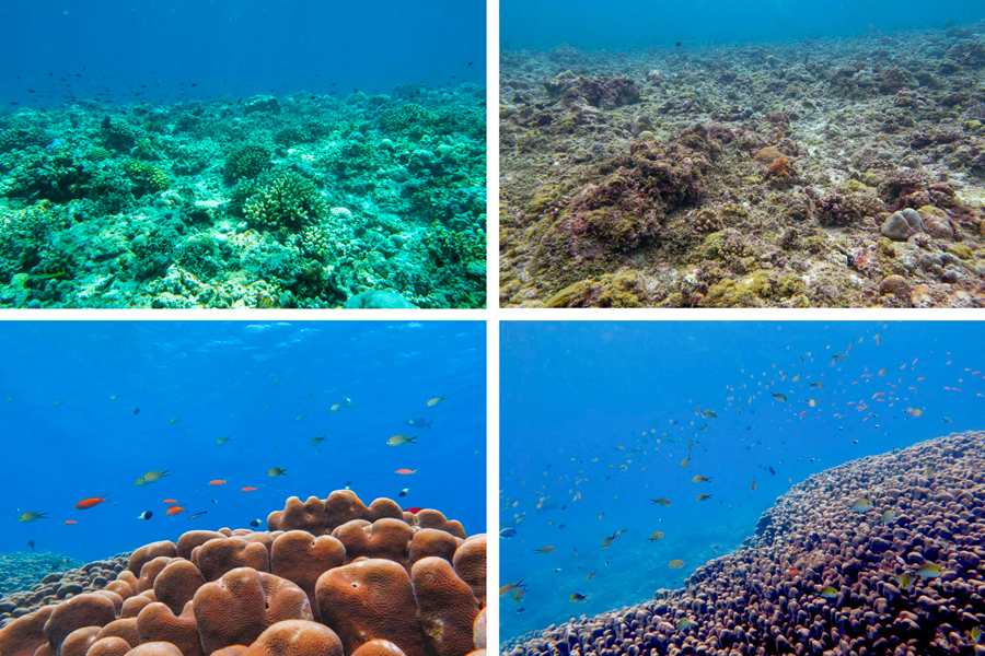 Rare and Endangered Species Guardians of Lakshadweep's Reefs