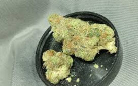 Tips on How to Cadillac Rainbow Flowers that Suits You