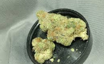 Tips on How to Cadillac Rainbow Flowers that Suits You